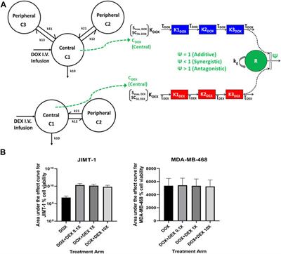 In vitro to clinical translation of combinatorial effects of doxorubicin and dexrazoxane in breast cancer: a mechanism-based pharmacokinetic/pharmacodynamic modeling approach